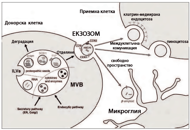 Екзозомите пренасят съобщения от една клетка в друга